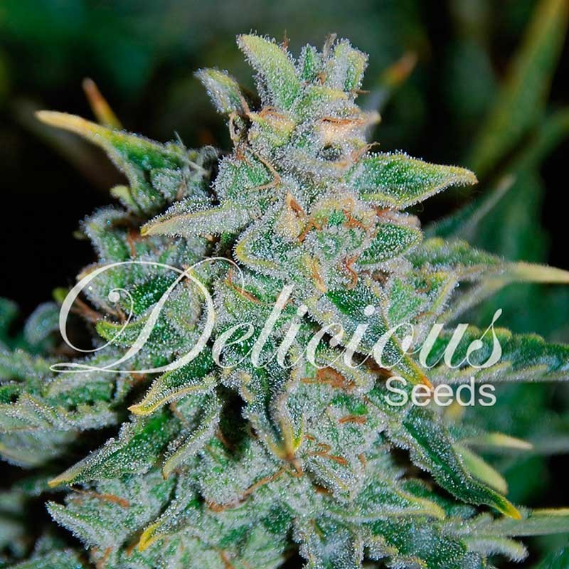 NORTHERN LIGHT BLUE  AUTO · Delicious · semi di canapa  · AutoFem