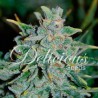 NORTHERN LIGHT BLUE  AUTO · Delicious · cannabis seeds · AutoFem