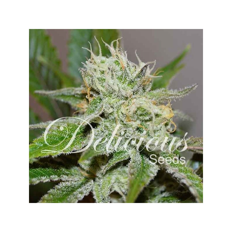 ORIGINAL JUAN HERER · Delicious · cannabis seeds · Fem