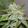ORIGINAL JUAN HERER · Delicious · semi di canapa · Fem