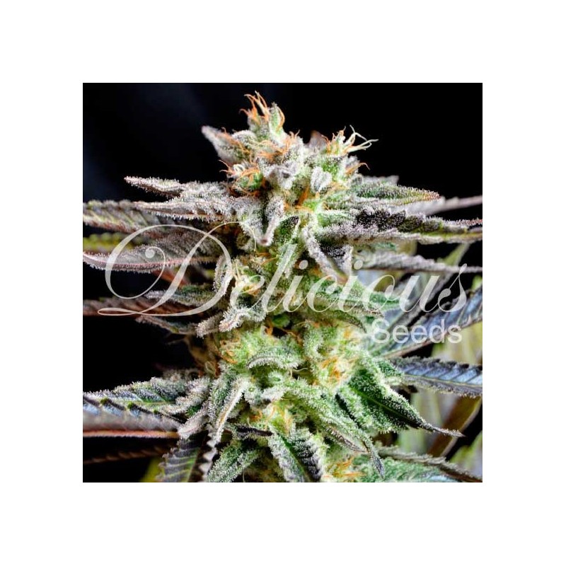 SUGAR BLACK ROSE · Delicious · semi di canapa · Fem