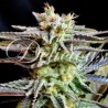 SUGAR BLACK ROSE · Delicious · semi di canapa · Fem