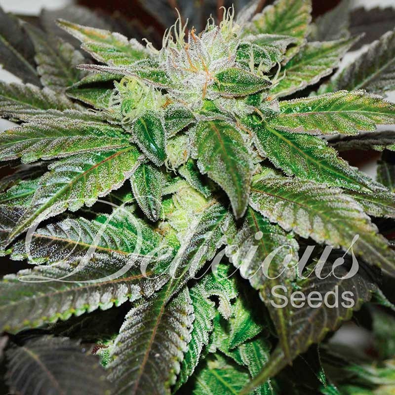 SUGAR CANDY · Delicious · semi di canapa · Fem