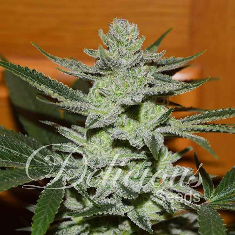 UNKNOWN KUSH · Delicious · semi di canapa · Fem