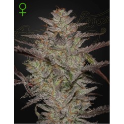 ALIENZ AUTO · Green House Seeds · kaufen cannabis samen · Auto Fem