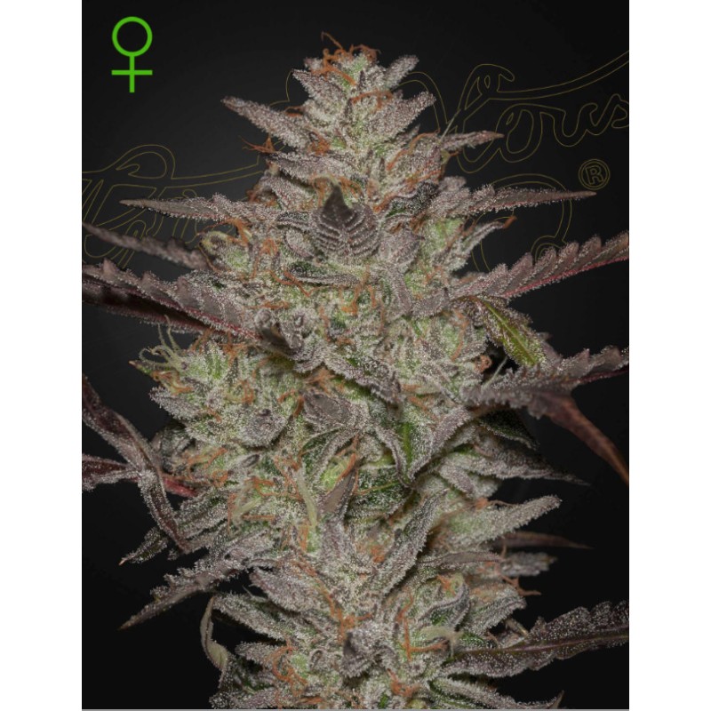 ALIENZ AUTO · Green House Seeds · kaufen cannabis samen · Auto Fem