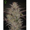 ALIENZ AUTO · Green House Seeds · sementes de maconha · Auto Fem