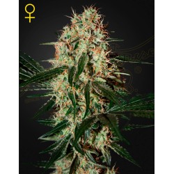 ARJAN'S HAZE 3 · Green House Seeds · cannabis seeds · Fem