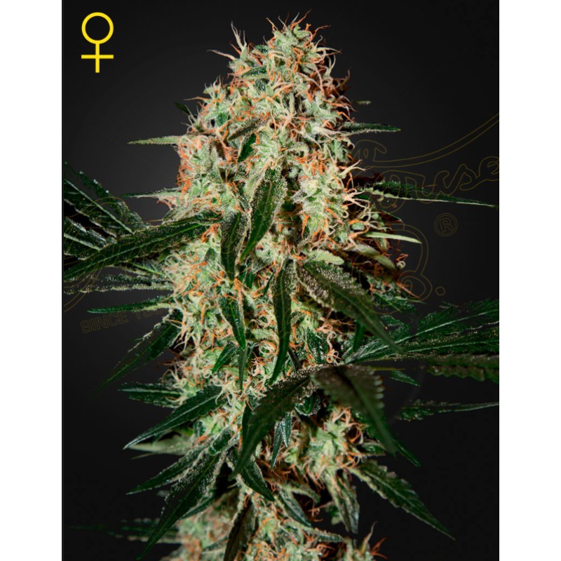 ARJAN'S HAZE 3 · Green House Seeds · cannabis seeds · Fem