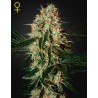 ARJAN'S HAZE 3 · Green House Seeds · sementes de maconha · Fem