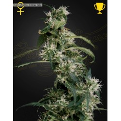 ARJAN'S ULTRA HAZE 2 (MANGO HAZE) · Green House Seeds · semi di canapa · Fem