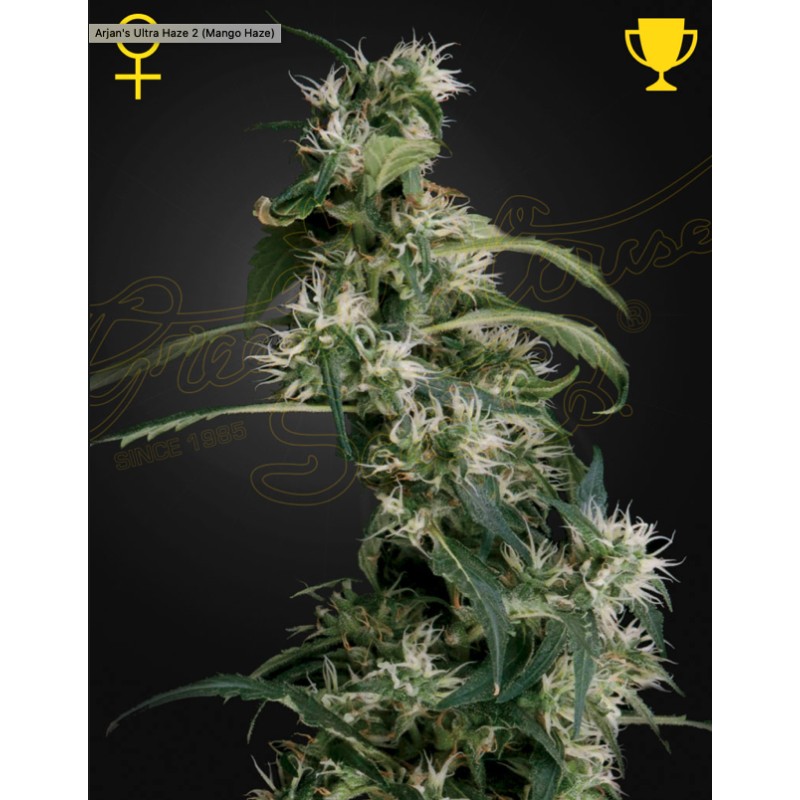 ARJAN'S ULTRA HAZE 2 (MANGO HAZE) · Green House Seeds · sementes de maconha · Fem