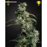 ARJAN'S ULTRA HAZE 2 (MANGO HAZE) · Green House Seeds · kaufen cannabis samen · Fem