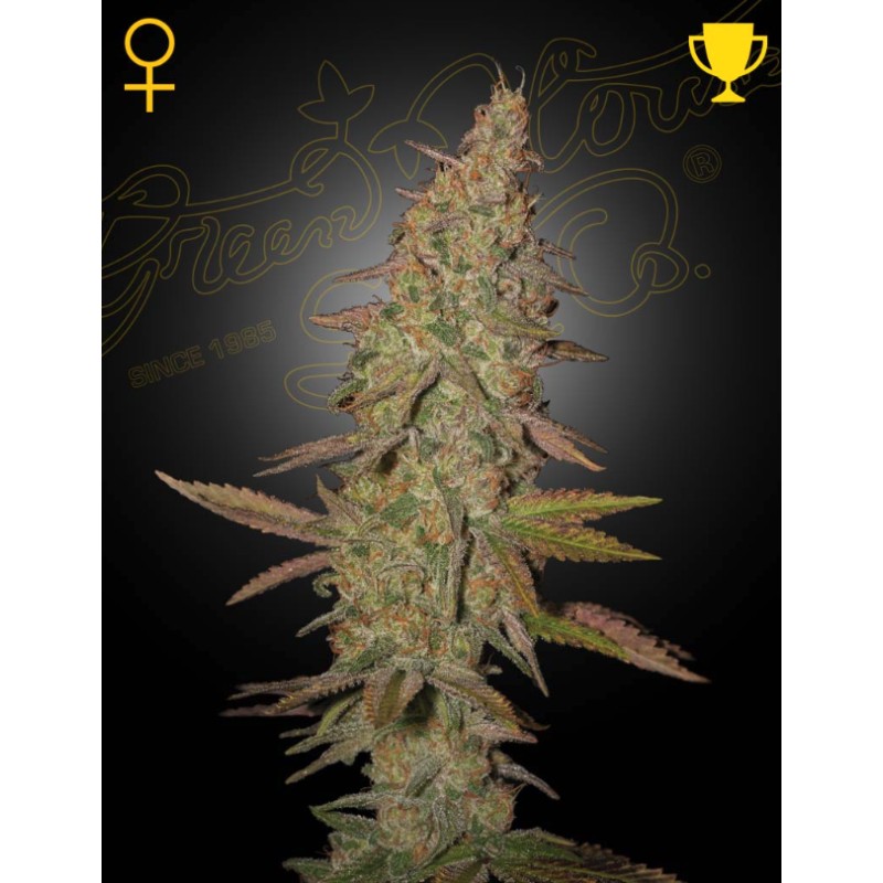 ARJAN'S ULTRA HAZE I · Green House Seeds · kaufen cannabis samen · Fem
