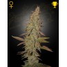 ARJAN'S ULTRA HAZE I · Green House Seeds · kenevir tohum · Disi · Fem