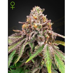 BLUE HAZE X GELATO 41 AUTO · Green House Seeds · sementes de maconha · Fem