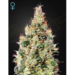 EXODUS CHEESE AUTO CBD · Green House Seeds · cannabis seeds · Auto Fem