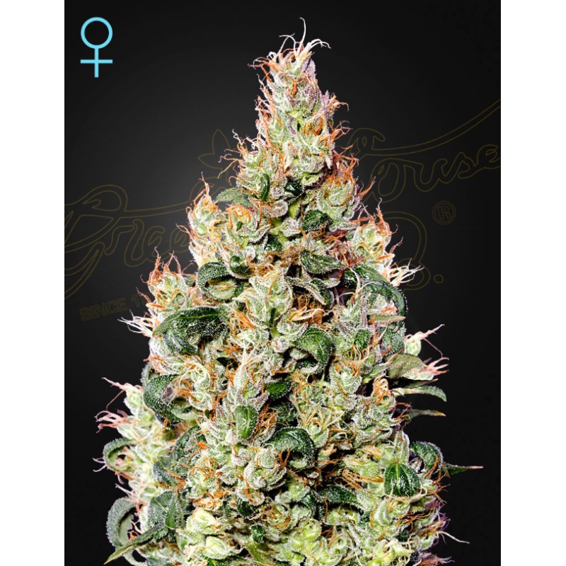 EXODUS CHEESE AUTO CBD · Green House Seeds · semi di canapa · Auto Fem