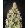 EXODUS CHEESE AUTO CBD · Green House Seeds · semi di canapa · Auto Fem