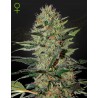 EXODUS CHEESE AUTO · Green House Seeds · semi di canapa · Auto Fem