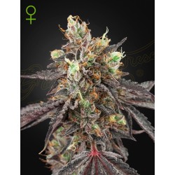 GELATO 41 X GELATO 41 AUTO · Green House Seeds · sementes de maconha · Auto Fem