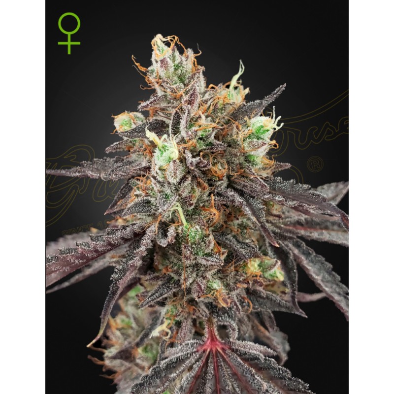 GELATO 41 X GELATO 41 AUTO · Green House Seeds · cannabis seeds · Auto Fem