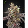 GELATO 41 X GELATO 41 AUTO · Green House Seeds · kaufen cannabis samen · Auto Fem