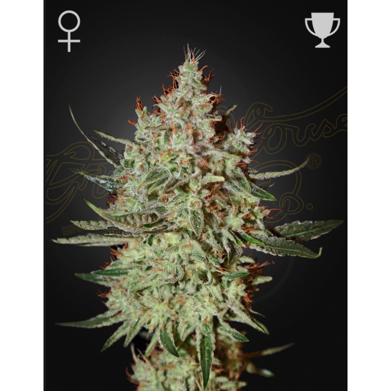 GH CHEESE · Green House Seeds · kaufen cannabis samen · Fem