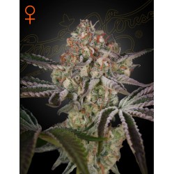GREAT WHITE SHARK · Green House Seeds · cannabis seeds · Fem