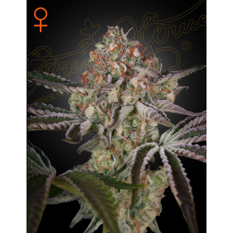 GREAT WHITE SHARK · Green House Seeds · kaufen cannabis samen · Fem