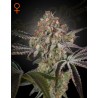 GREAT WHITE SHARK · Green House Seeds · sementes de maconha · Fem