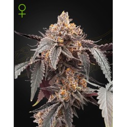 GUAVA X GELATO 41 AUTO · Green House Seeds · kenevir tohum · Disi · Auto Fem
