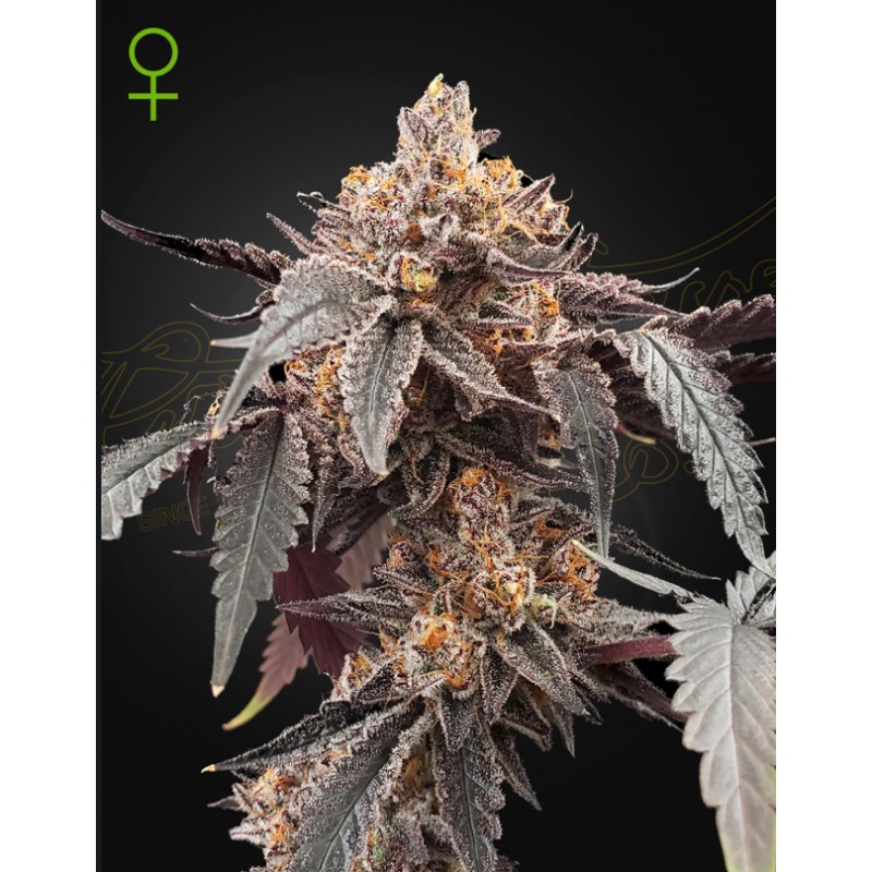GUAVA X GELATO 41 AUTO · Green House Seeds · sementes de maconha · Auto Fem