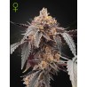 GUAVA X GELATO 41 AUTO · Green House Seeds · kaufen cannabis samen · Auto Fem