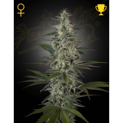 HAWAIIAN SNOW · Green House Seeds · cannabis seeds · Fem