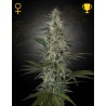 HAWAIIAN SNOW · Green House Seeds · cannabis samen · Fem