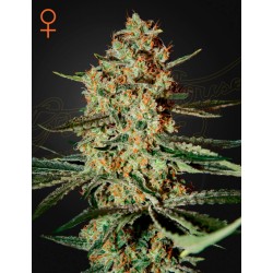 HIMALAYA GOLD · Green House Seeds · semi di canapa · Fem