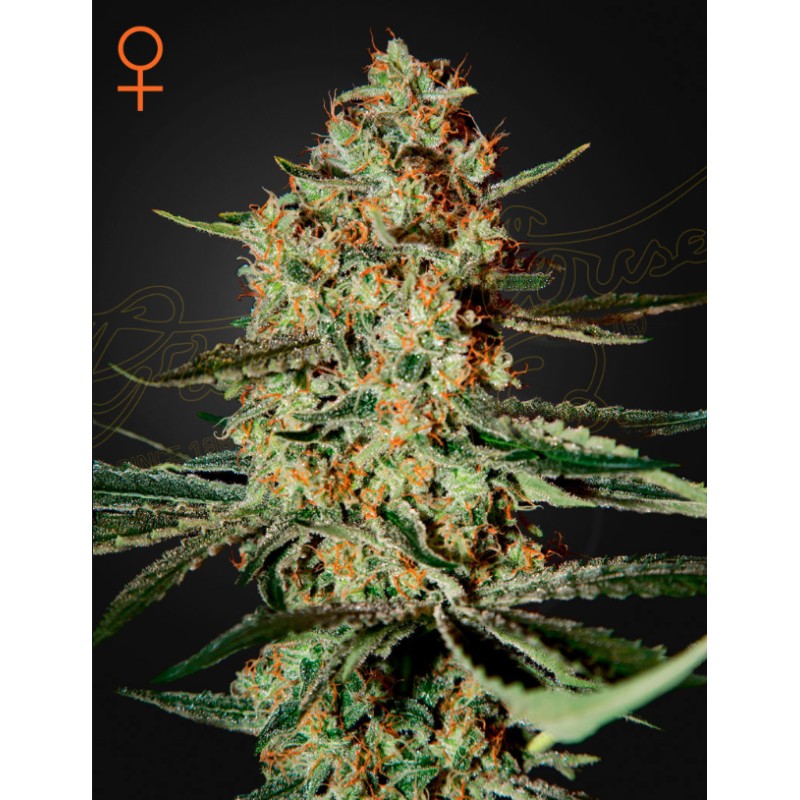 HIMALAYA GOLD · Green House Seeds · cannabis samen · Fem