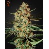 HIMALAYA GOLD · Green House Seeds · cannabis samen · Fem
