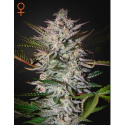 HOLY PUNCH · Green House Seeds · kaufen cannabis samen · Fem
