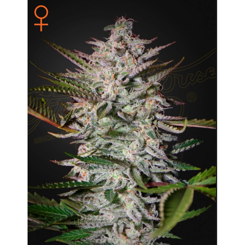 HOLY PUNCH · Green House Seeds · kaufen cannabis samen · Fem