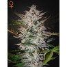 HOLY PUNCH · Green House Seeds · kenevir tohum · Disi · Fem