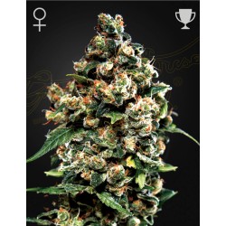 JACK HERER · Green House Seeds · cannabis seeds · Fem