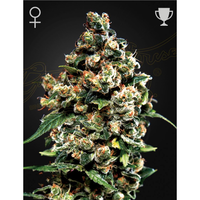 JACK HERER · Green House Seeds · cannabis seeds · Fem