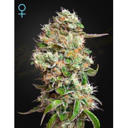 KING'S KUSH AUTO CBD  · Green House Seeds · cannabis seeds · Auto Fem
