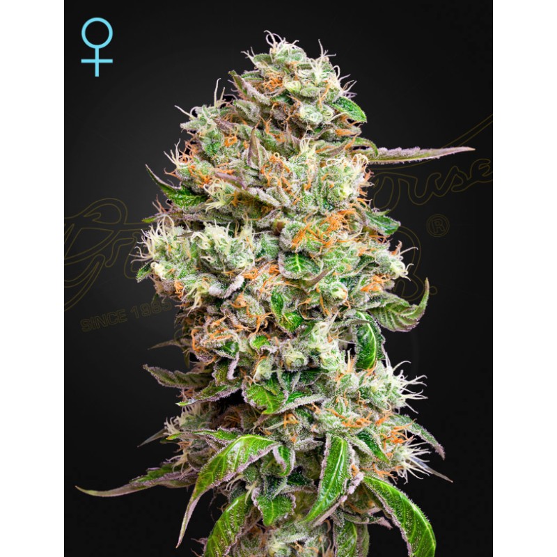 KING'S KUSH AUTO CBD  · Green House Seeds · kaufen cannabis samen · Auto Fem