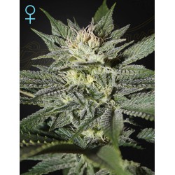 KING’S KUSH CBD · Green House Seeds · cannabis samen · Fem