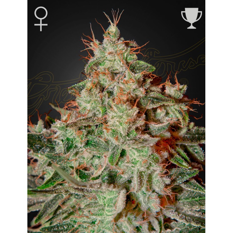 LEMON SKUNK · Green House Seeds · semi di canapa · Fem