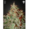 LEMON SKUNK · Green House Seeds · cannabis seeds · Fem