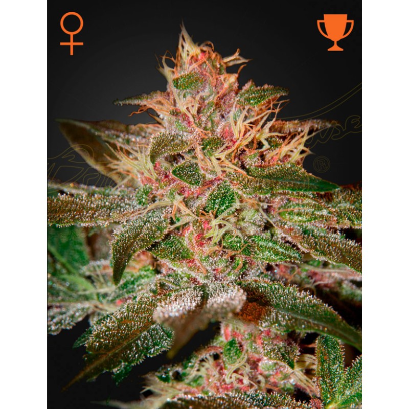PURE KUSH · Green House Seeds · kaufen cannabis samen · Fem